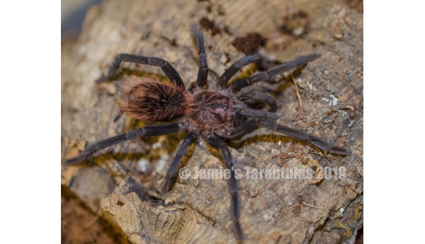 Xenesthis immanis (Colombian Lesserblack)  2 1/2-3" MALE #X-12**